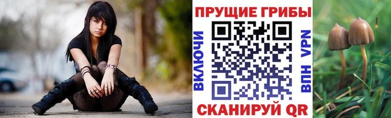 где купить наркоту  Перевоз  гидра ссылки  Галлюциногенные грибы Psilocybine cubensis 
